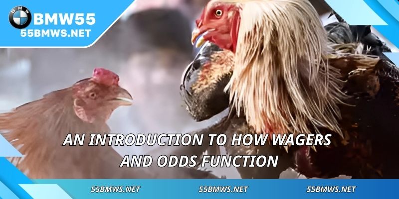 An introduction to how wagers and odds function