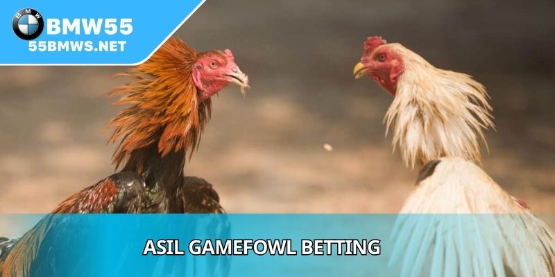 Asil Gamefowl Betting