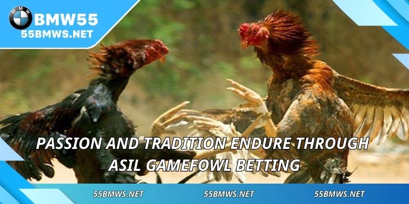 Passion and tradition endure through Asil Gamefowl Betting