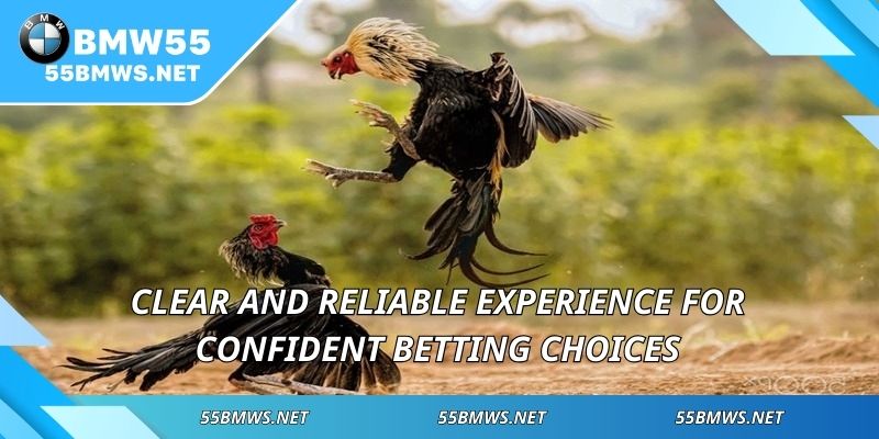 Clear and reliable experience for confident betting choices