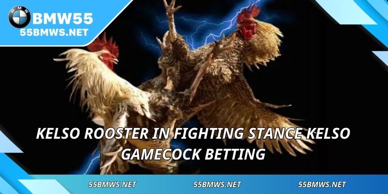 Kelso rooster in fighting stance Kelso Gamecock betting