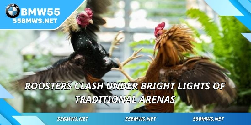 Roosters clash under bright lights of traditional arenas