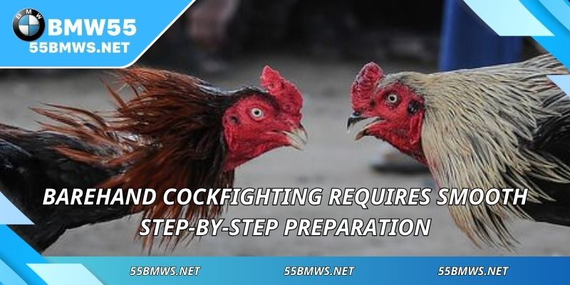 Barehand Cockfighting requires smooth step-by-step preparation