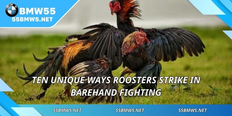 Ten unique ways roosters strike in barehand fighting